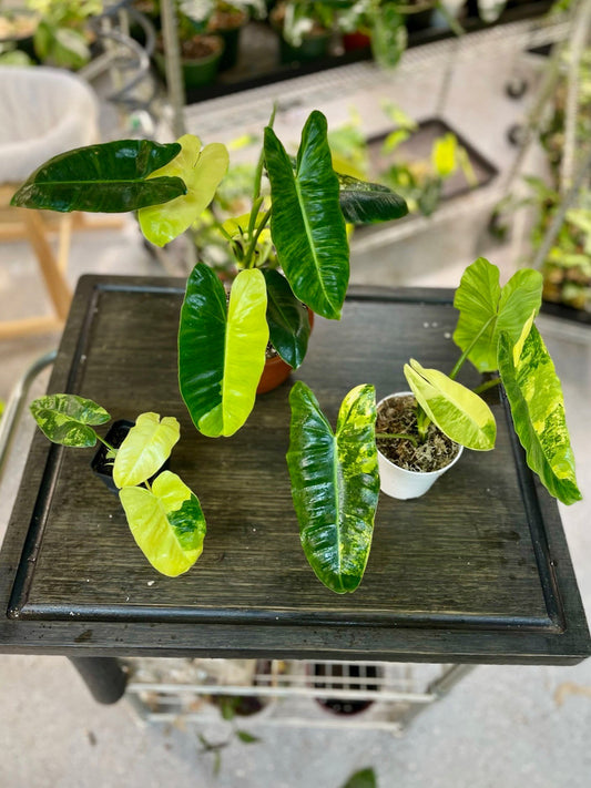 Philodendron Burle Marx Variegata - High Variegation