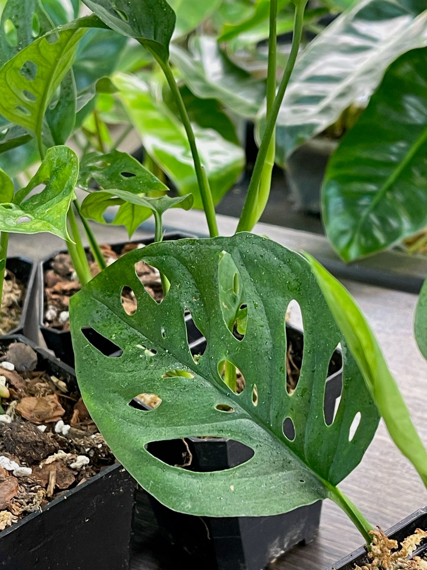 Monstera Adansonii
