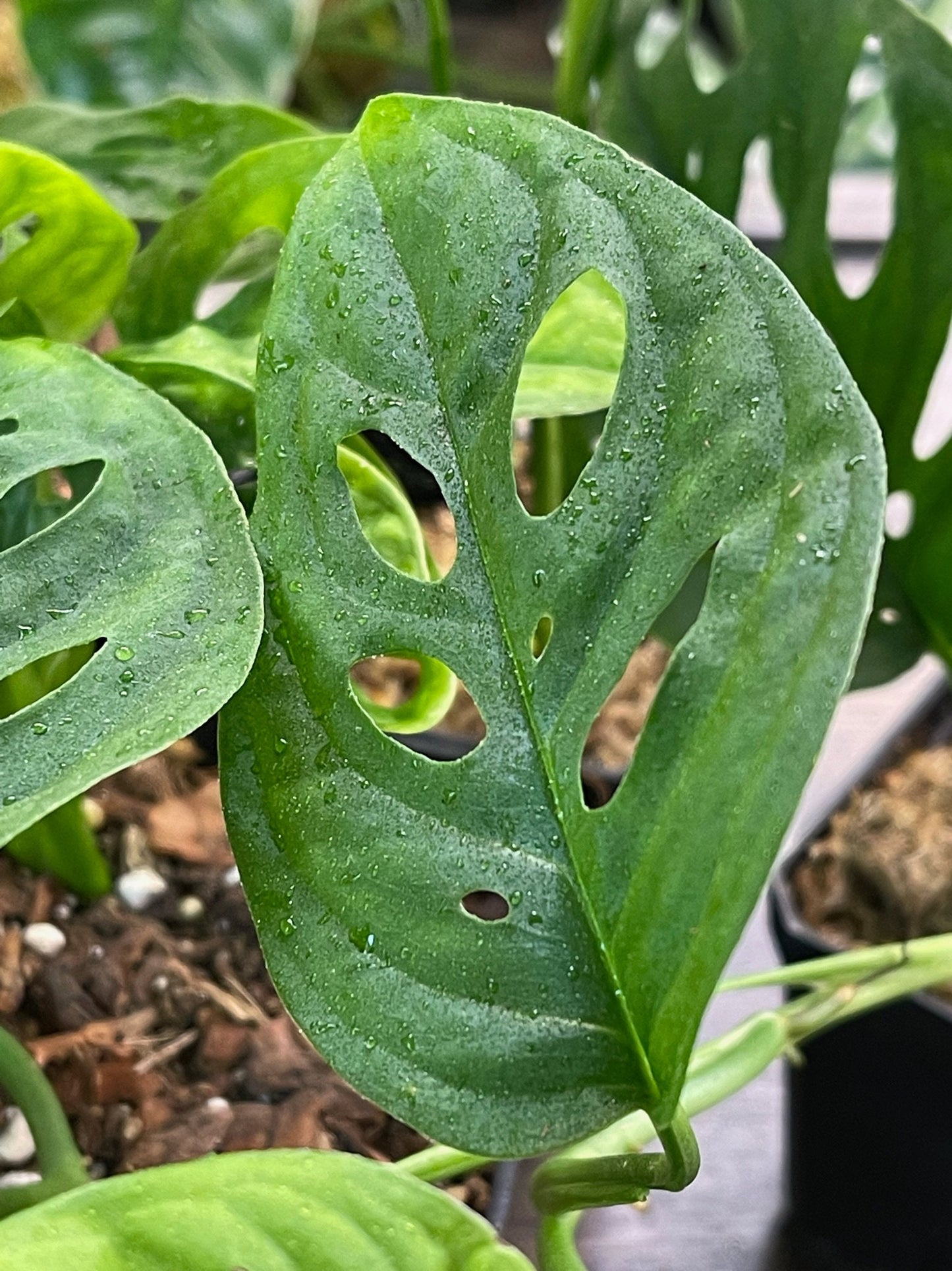 Monstera Adansonii