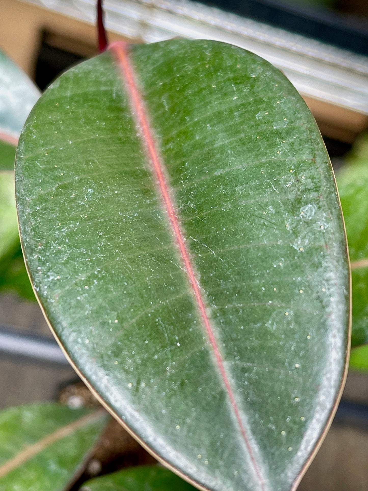 Ficus Elastica Burgundy