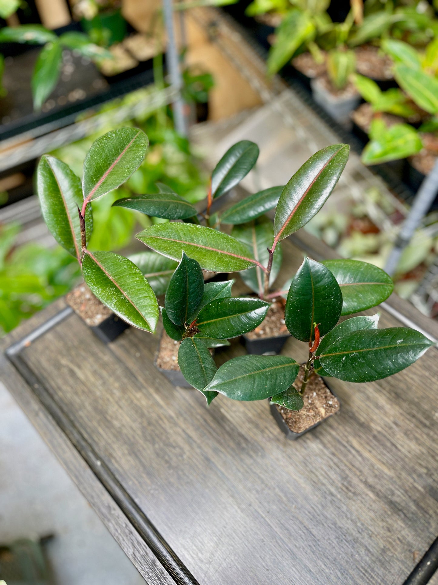 Ficus Elastica Burgundy