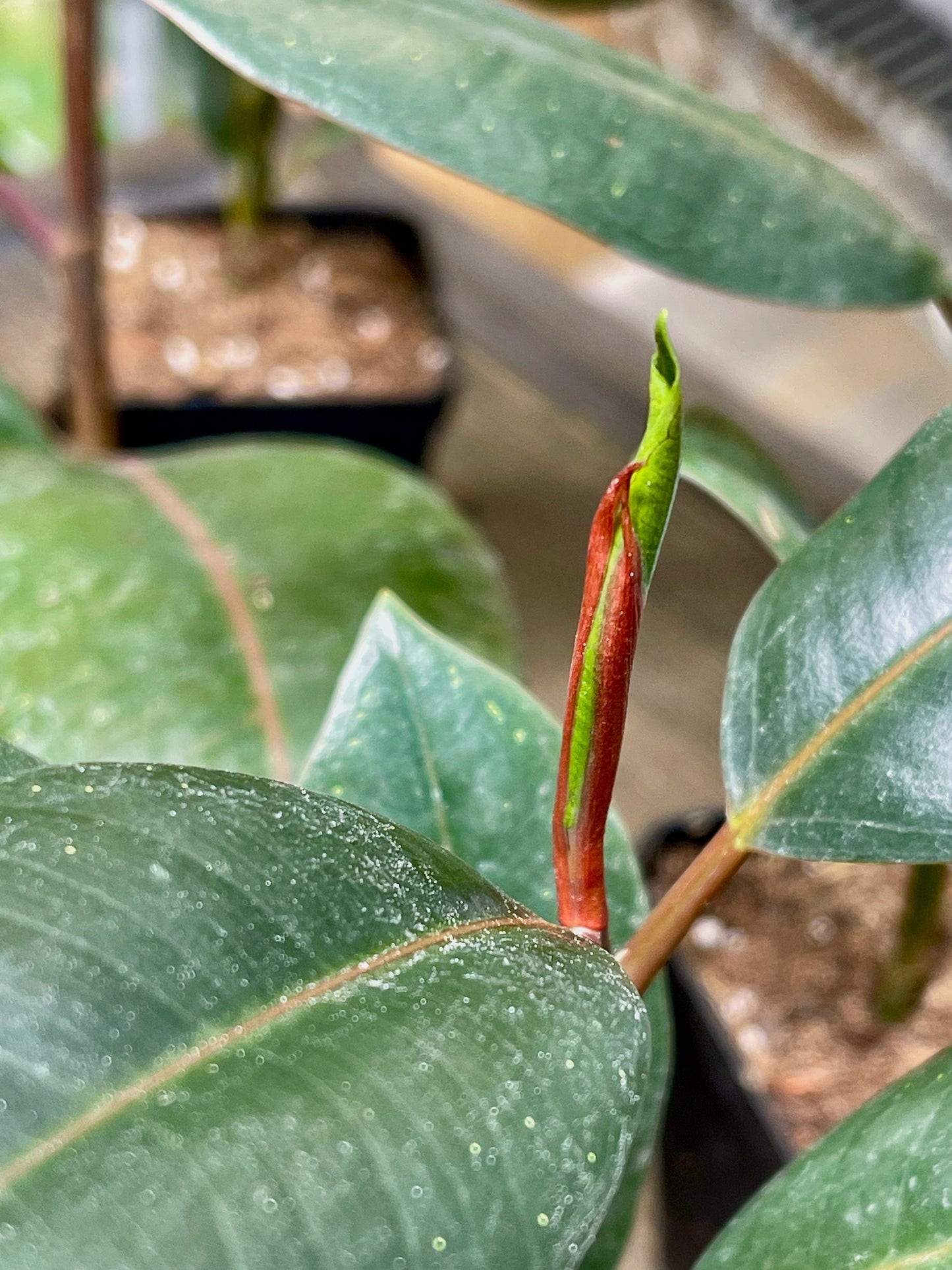 Ficus Elastica Burgundy