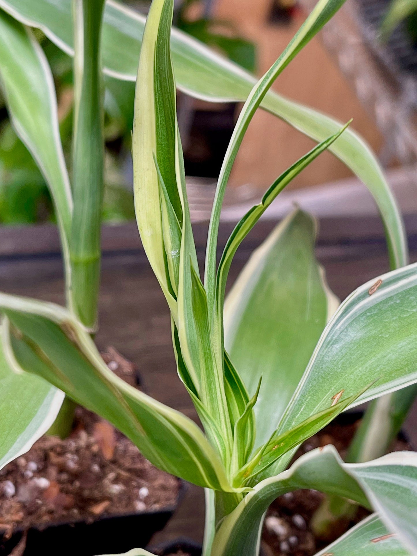 Dracaena Sanderiana Lucky Bamboo