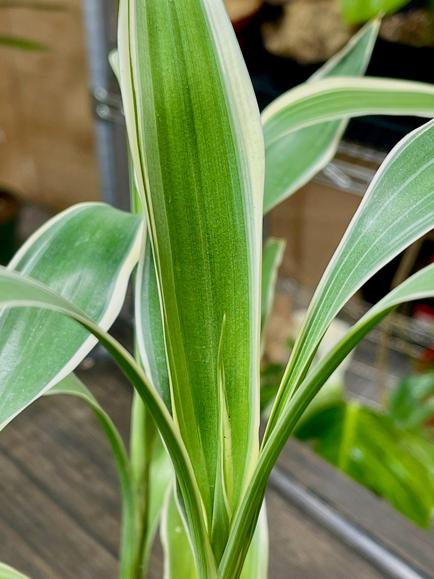Dracaena Sanderiana Lucky Bamboo