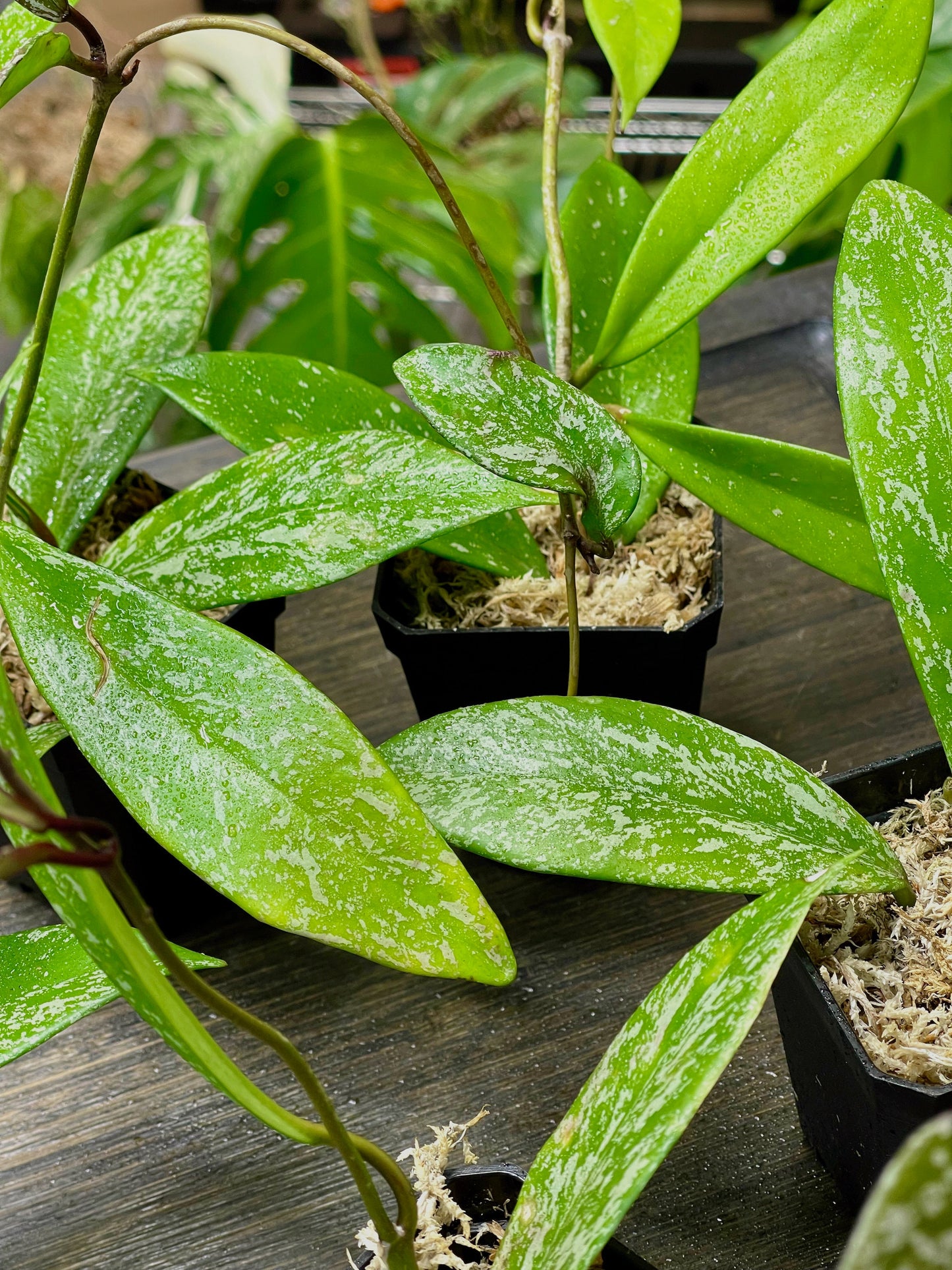 Hoya Pubicalyx Splash