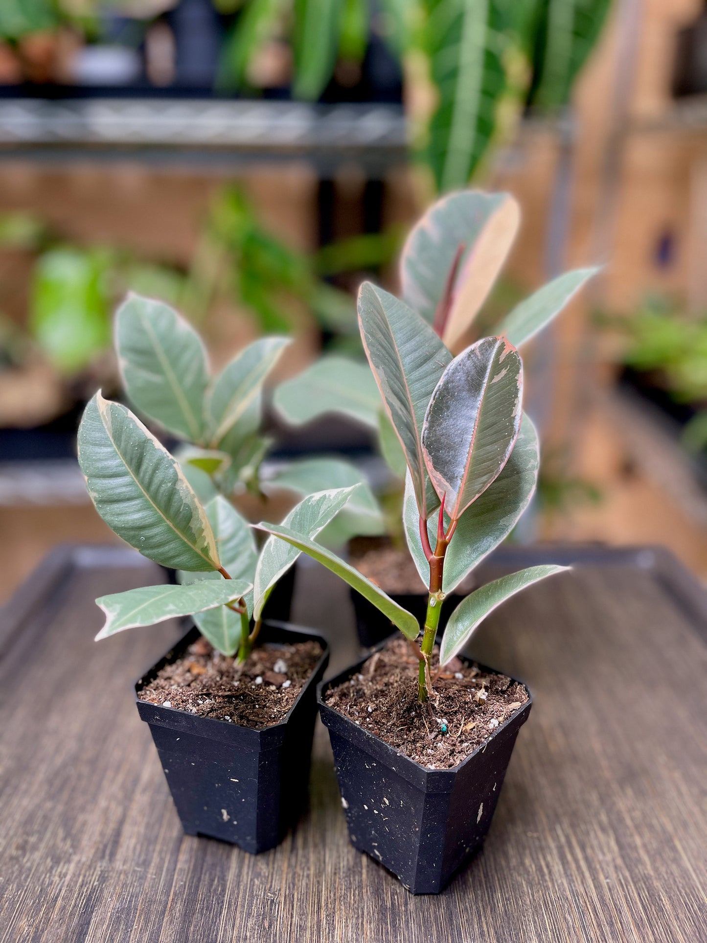 Ficus Elastica Tineke
