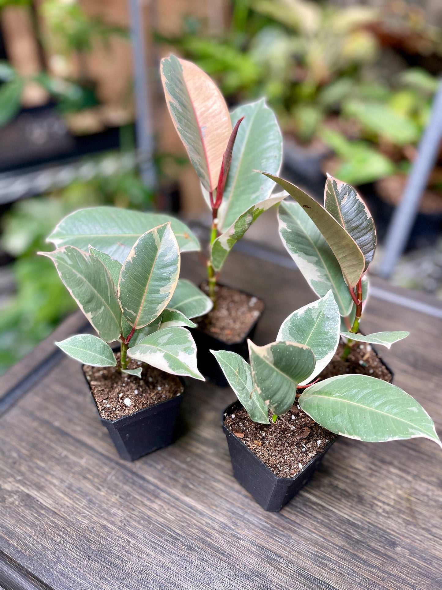 Ficus Elastica Tineke