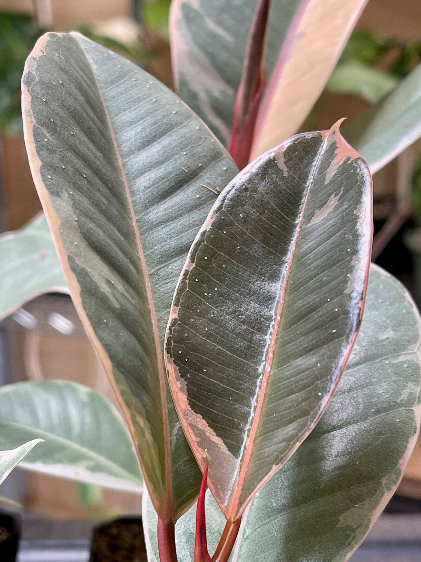 Ficus Elastica Tineke