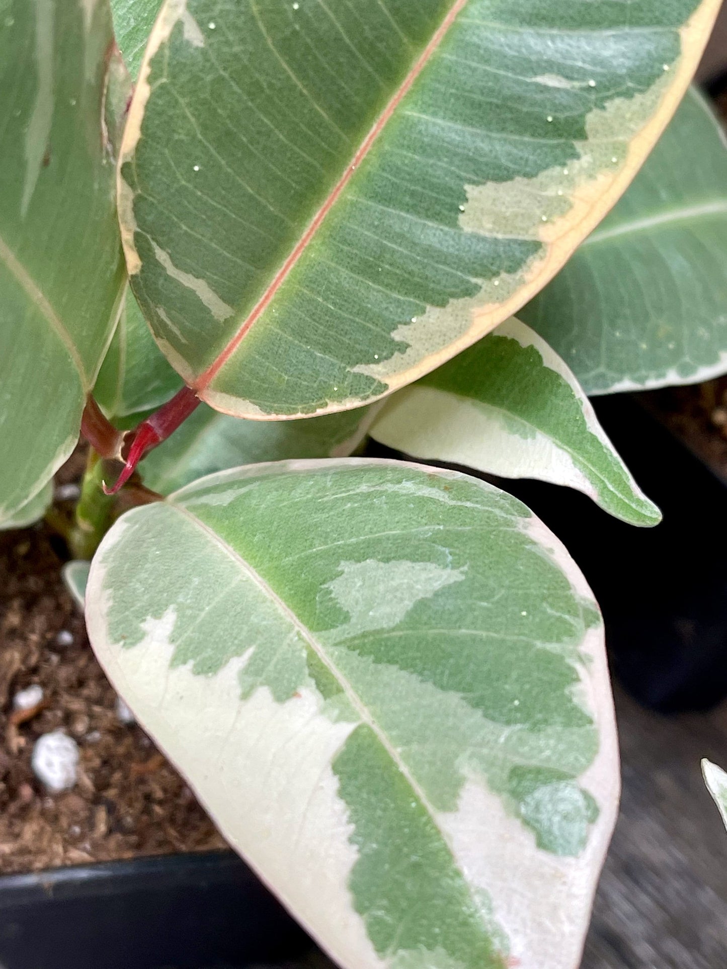 Ficus Elastica Tineke