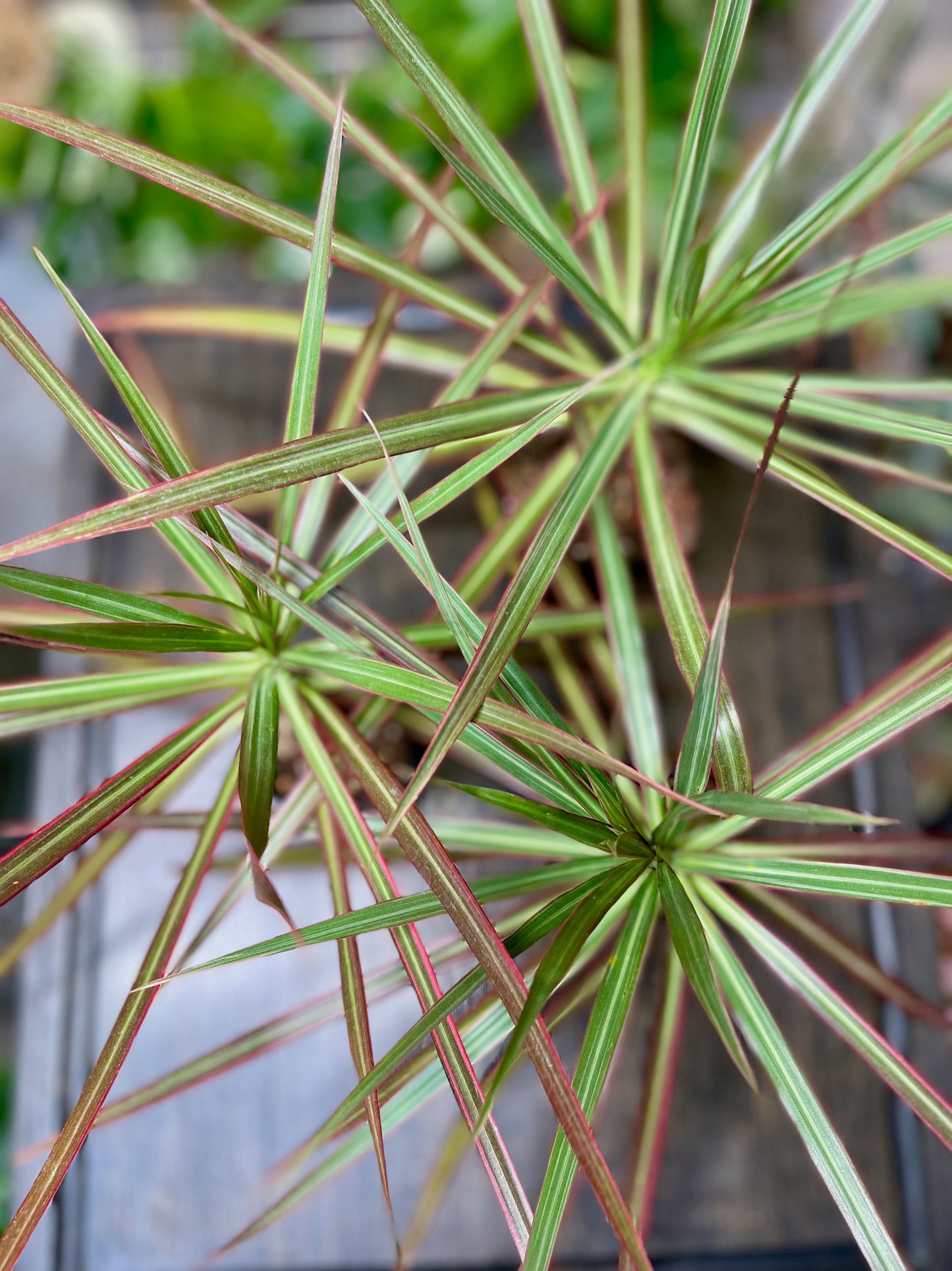 Dracaena Marginata Tricolor
