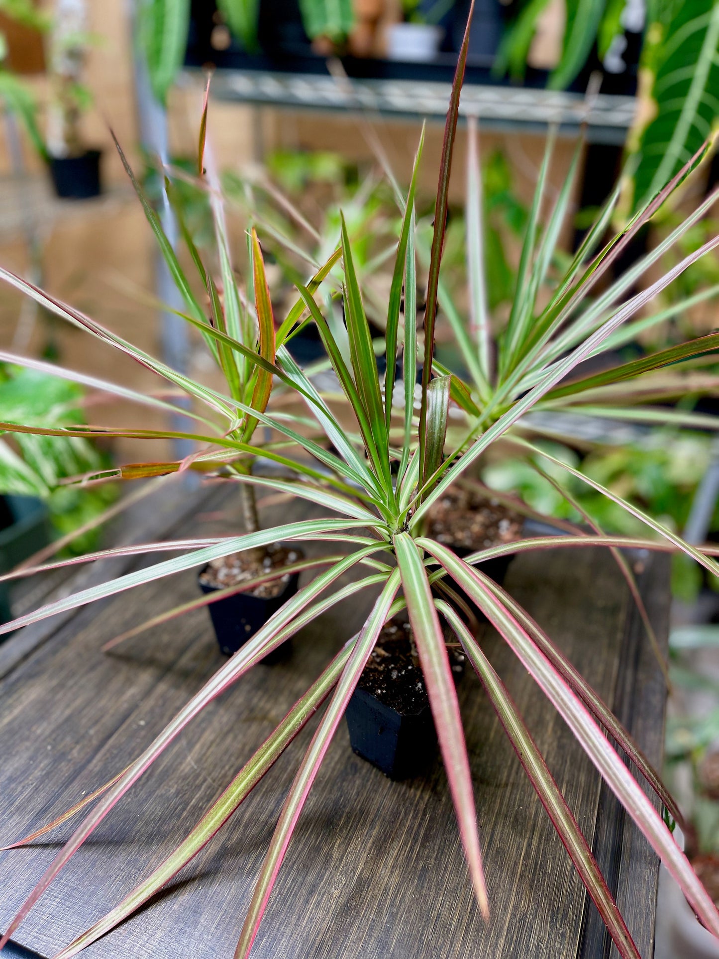 Dracaena Marginata Tricolor