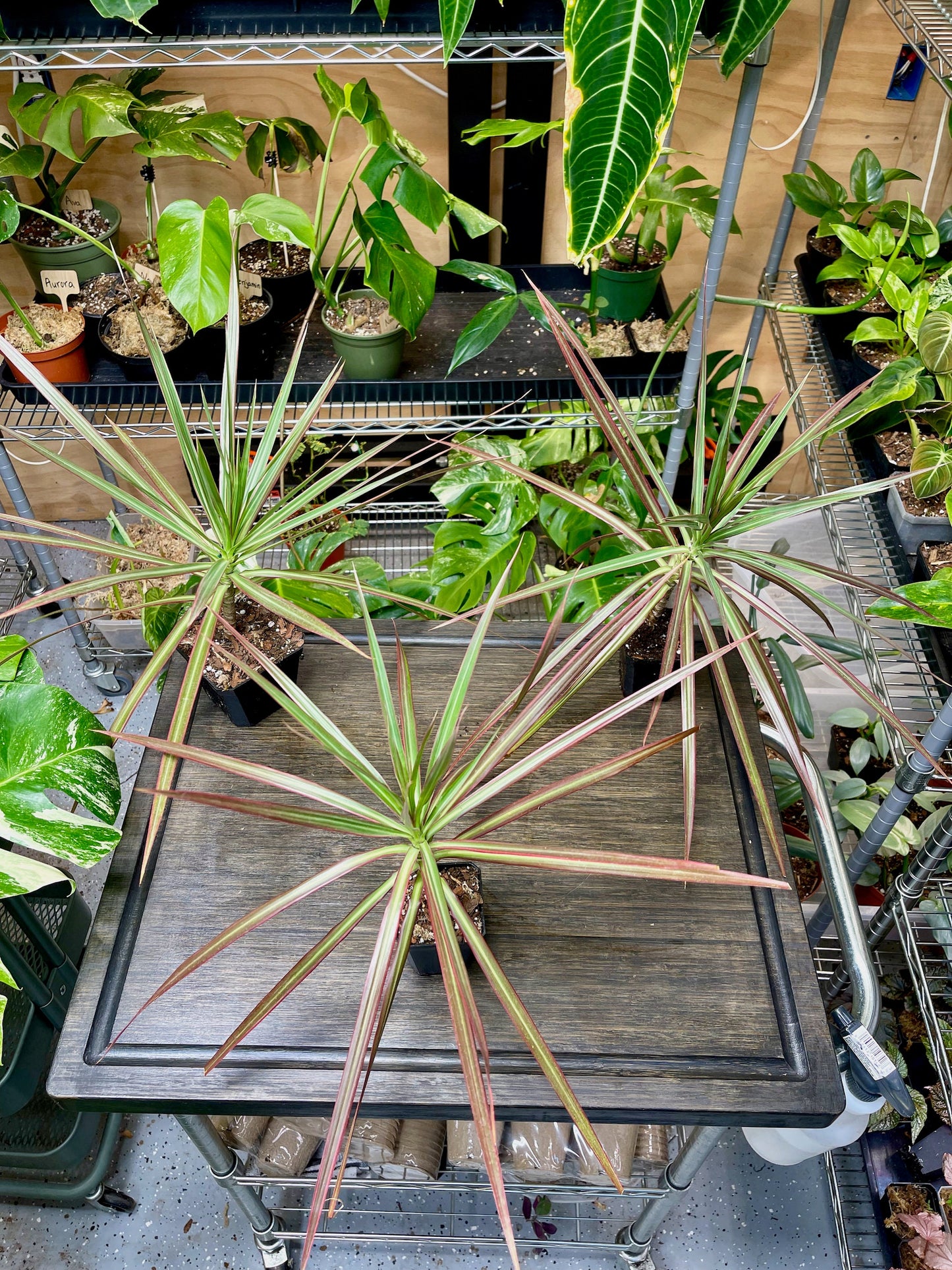 Dracaena Marginata Tricolor
