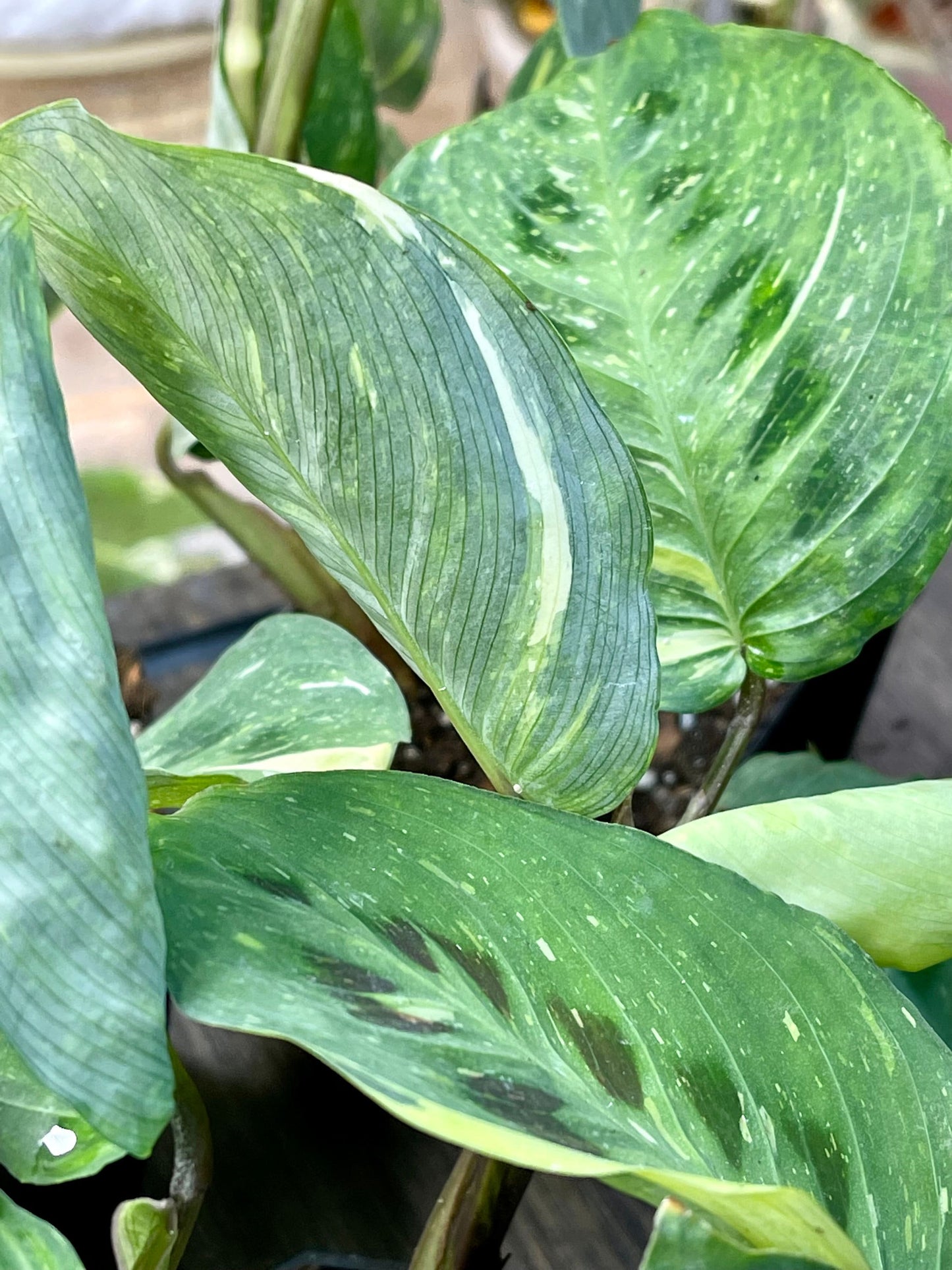 Variegated Green Maranta