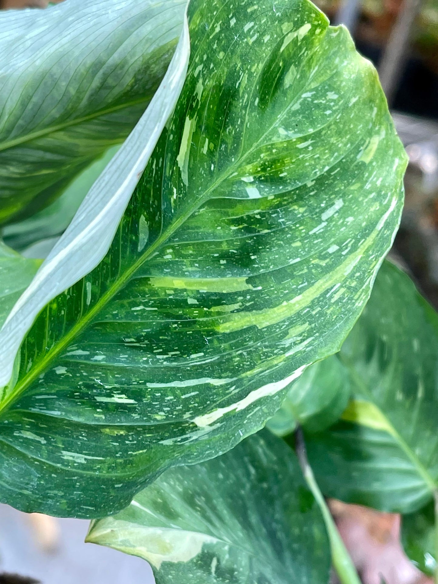 Variegated Green Maranta