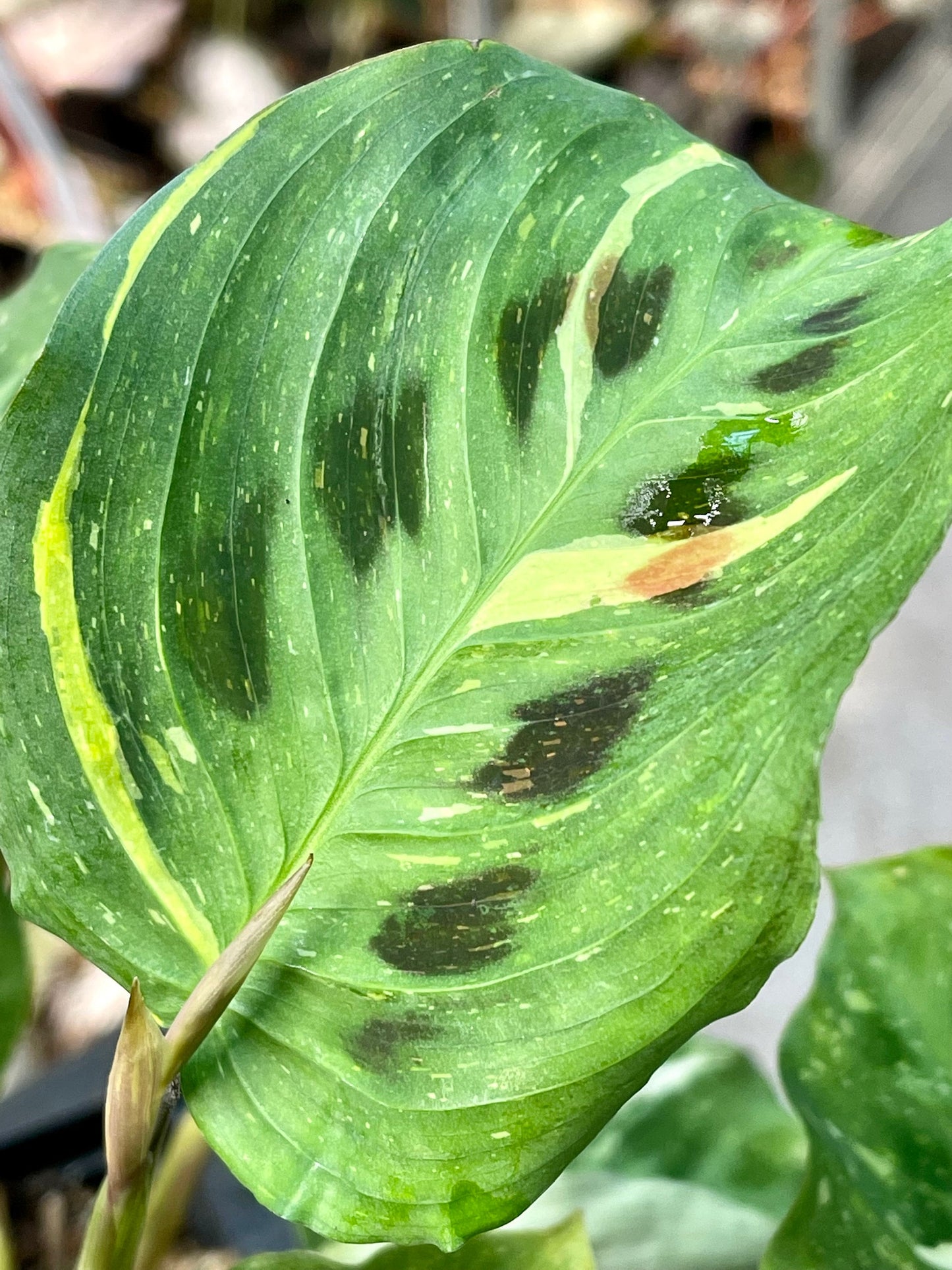 Variegated Green Maranta