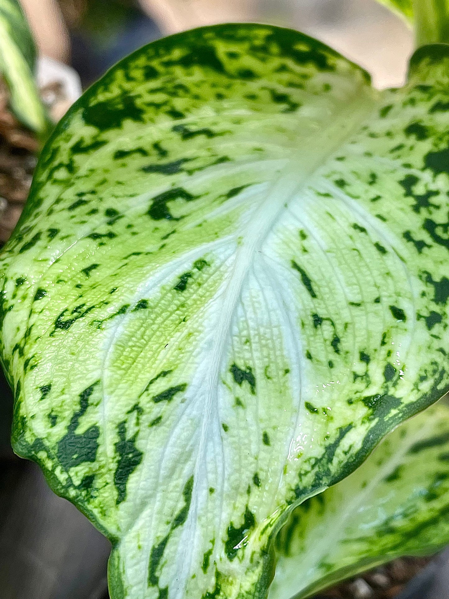 Dieffenbachia Compacta