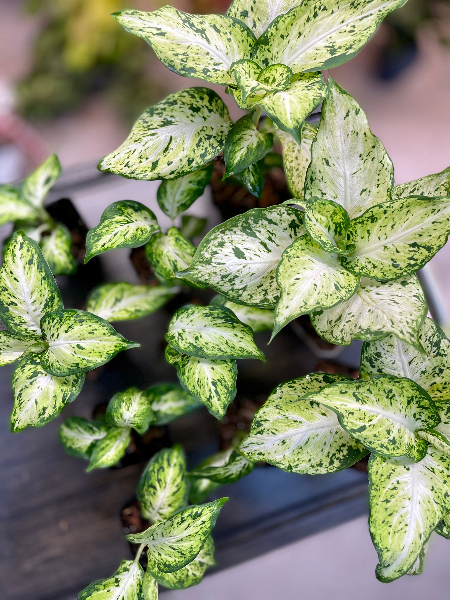 Dieffenbachia Compacta