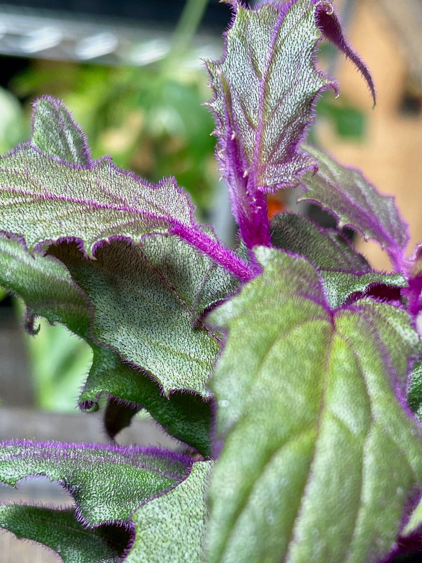 Gynura Aurantiaca Purple Passion