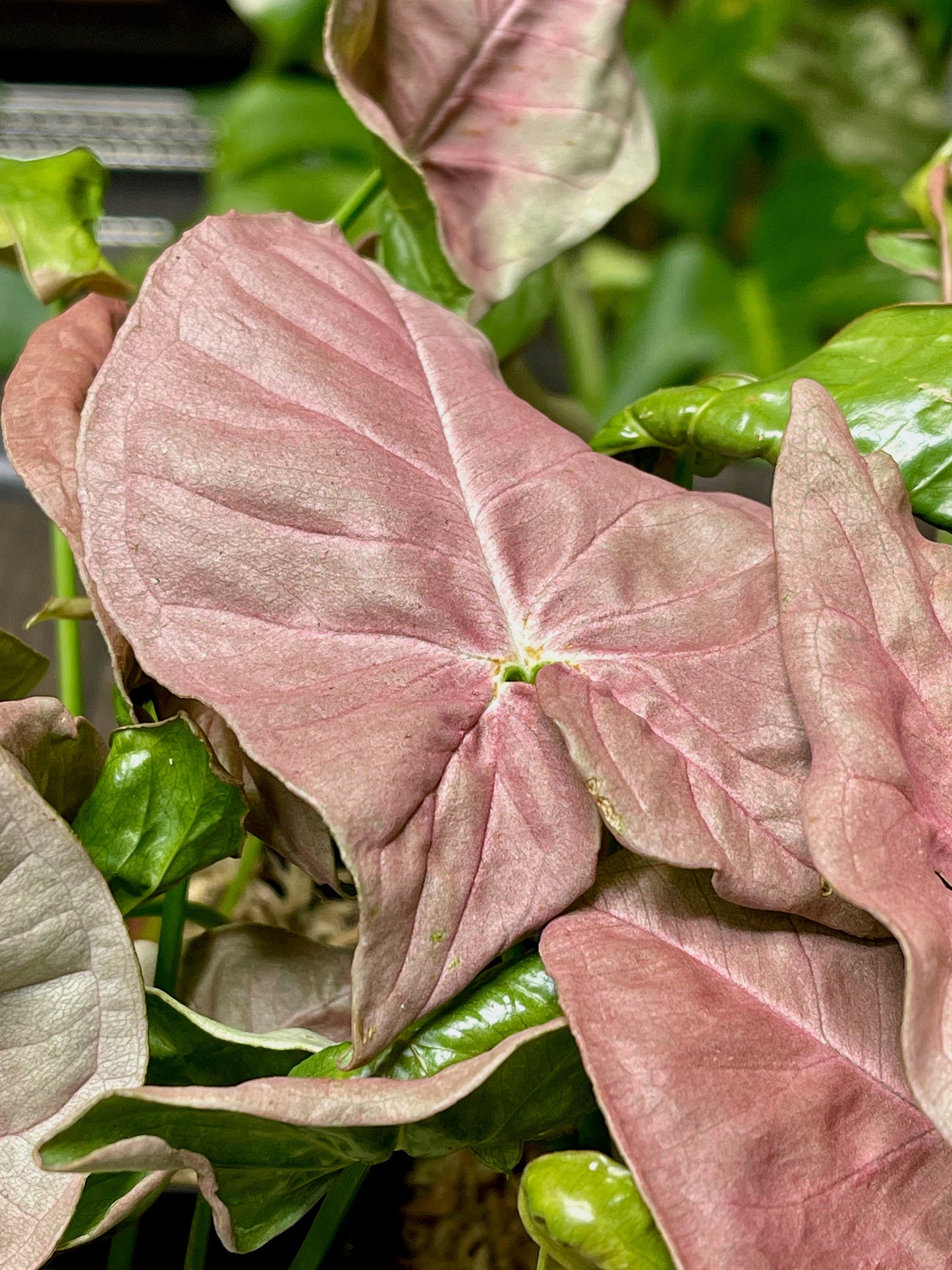 Syngonium Podophyllum Pink Allusion