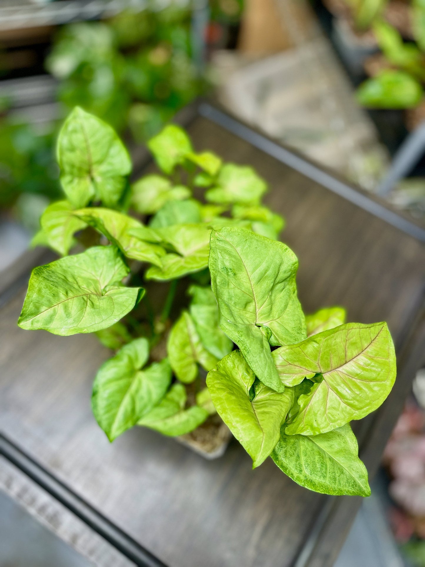 Syngonium Podophyllum Berry Allusion