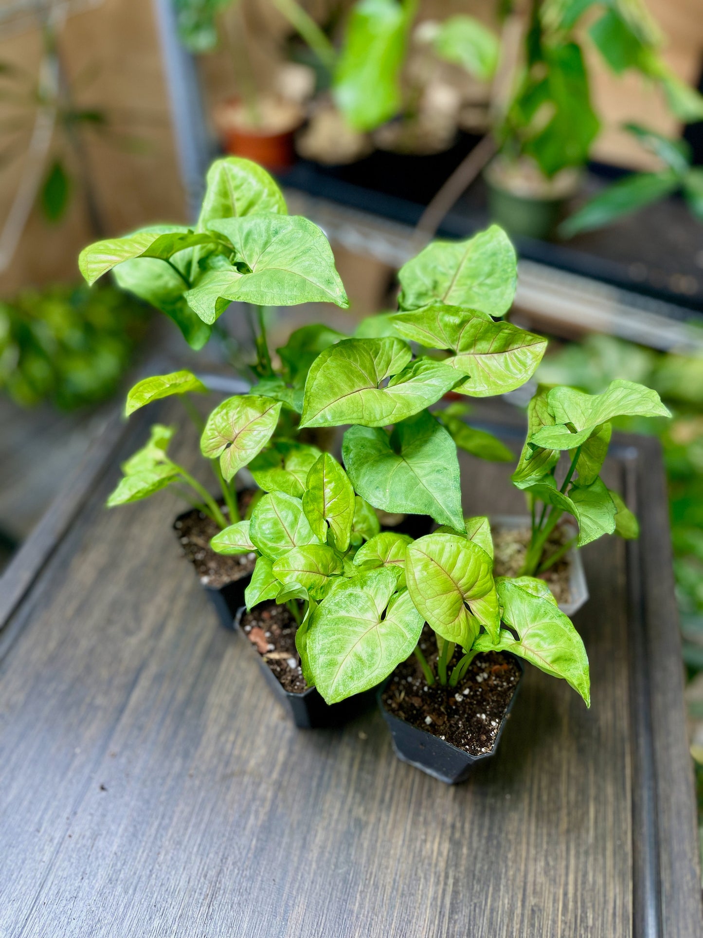 Syngonium Podophyllum Berry Allusion