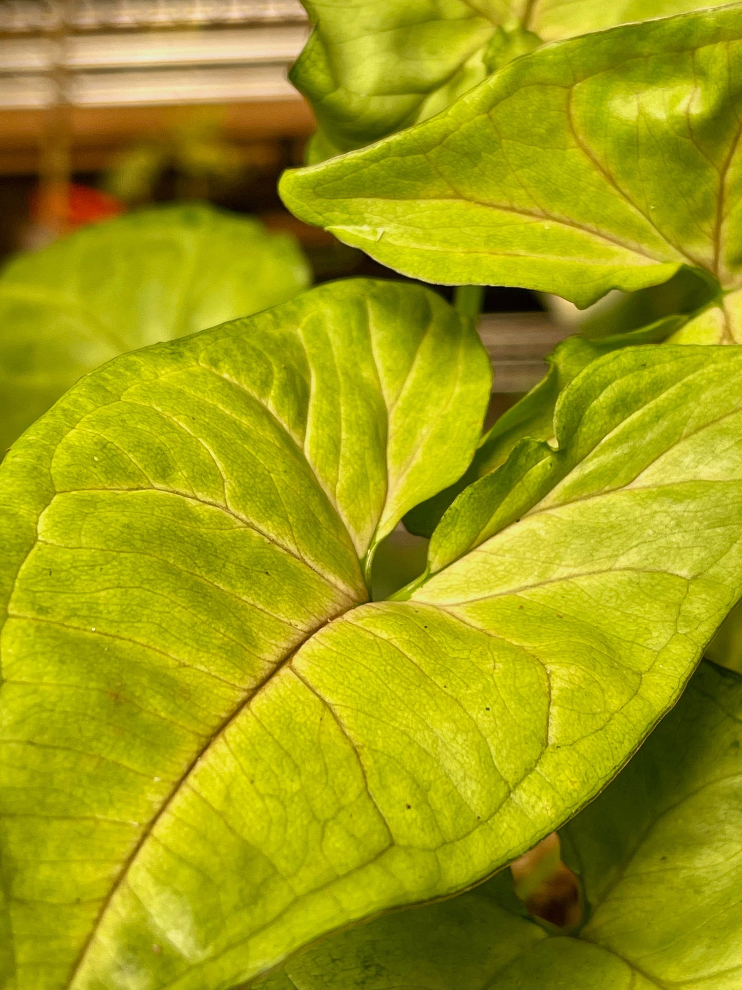 Syngonium Podophyllum Berry Allusion