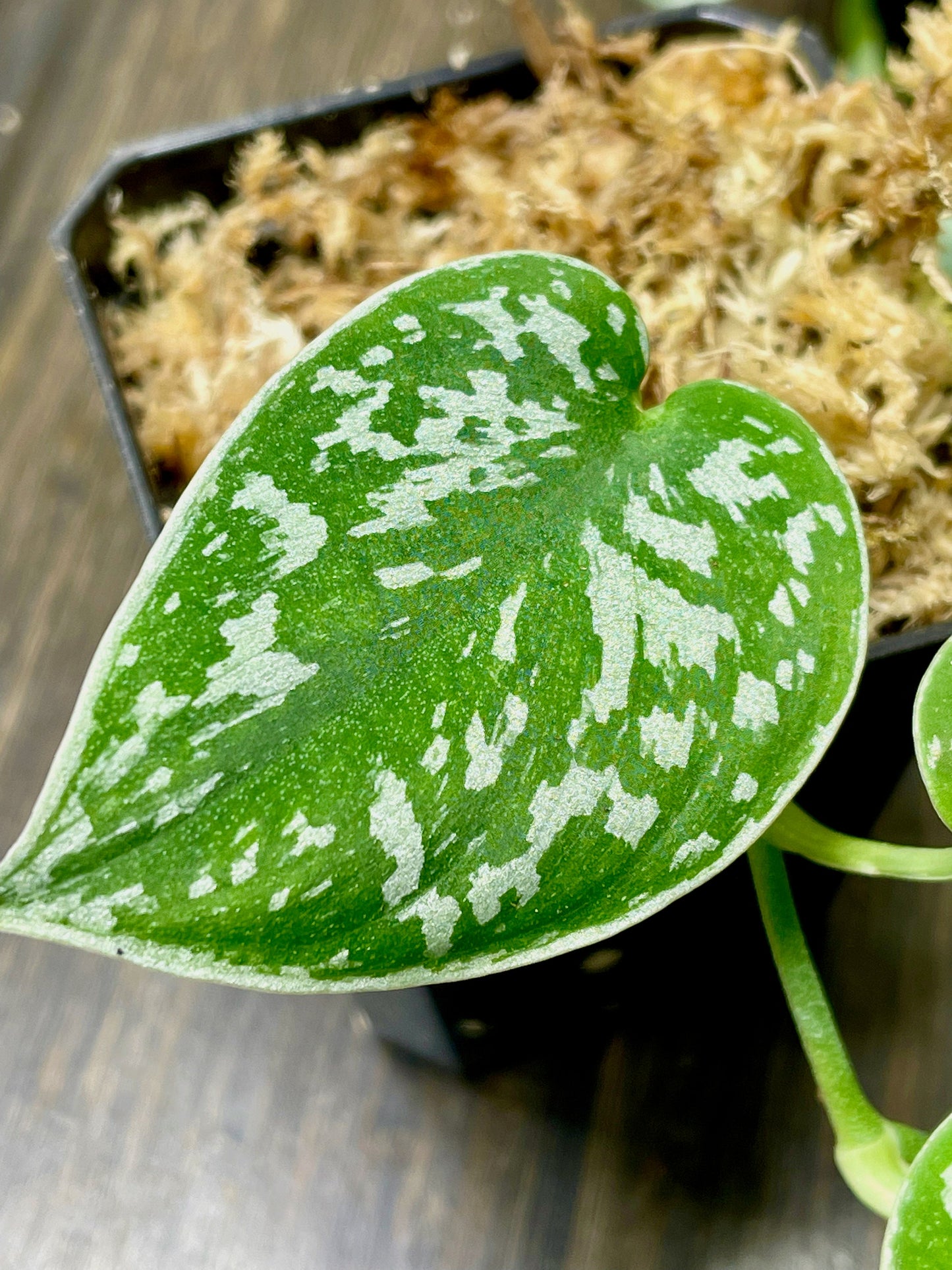 Scindapsus Pictus Silvery Ann