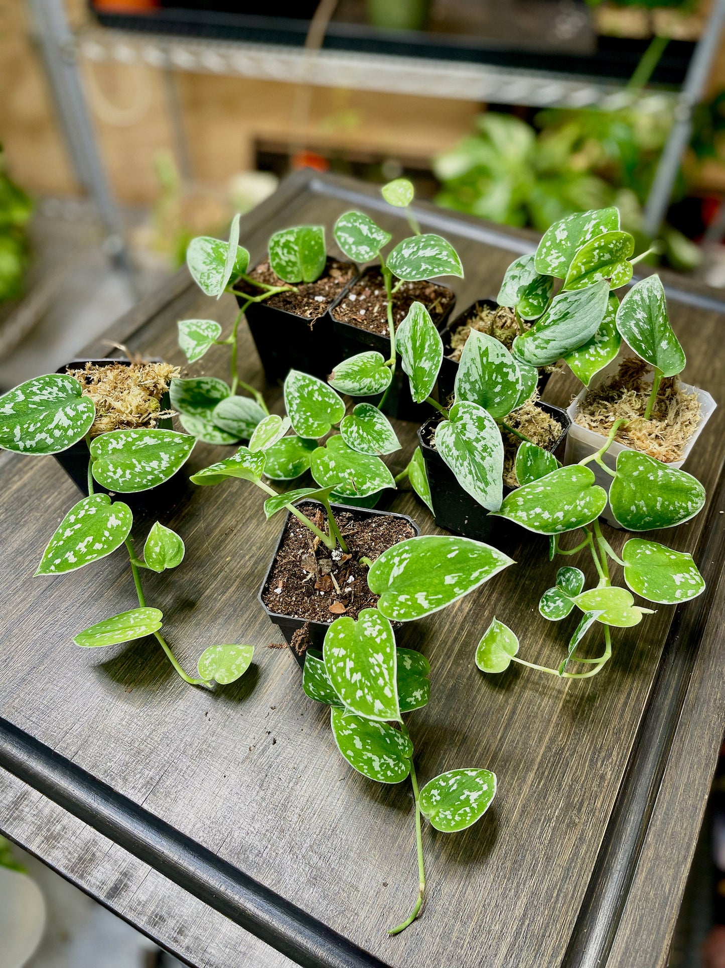 Scindapsus Pictus Silvery Ann