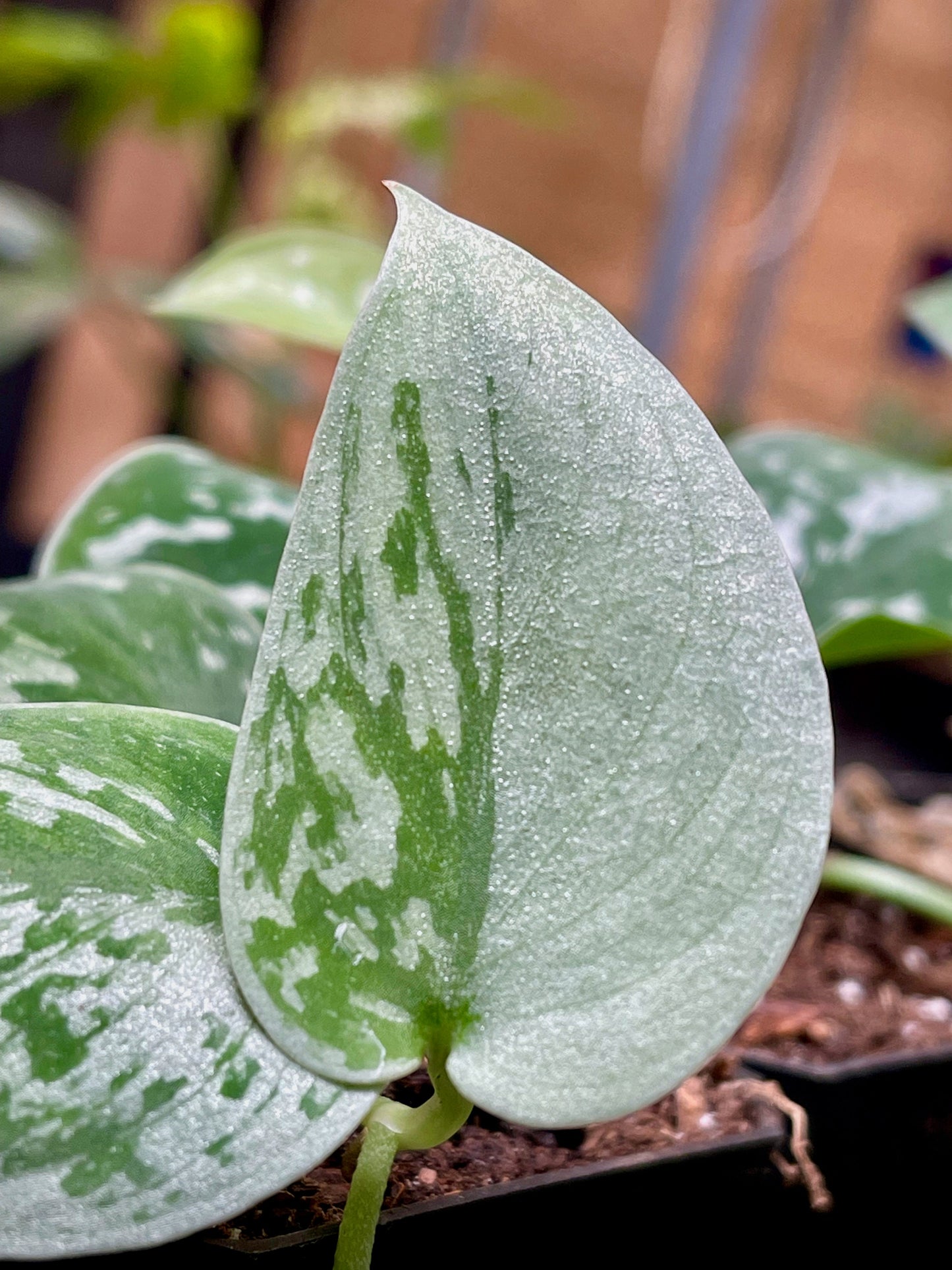 Scindapsus Pictus Silvery Ann