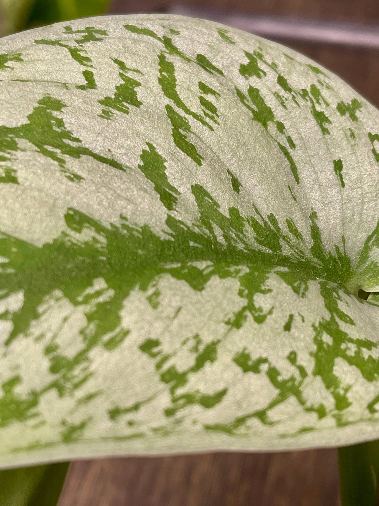 Scindapsus Pictus Exotica