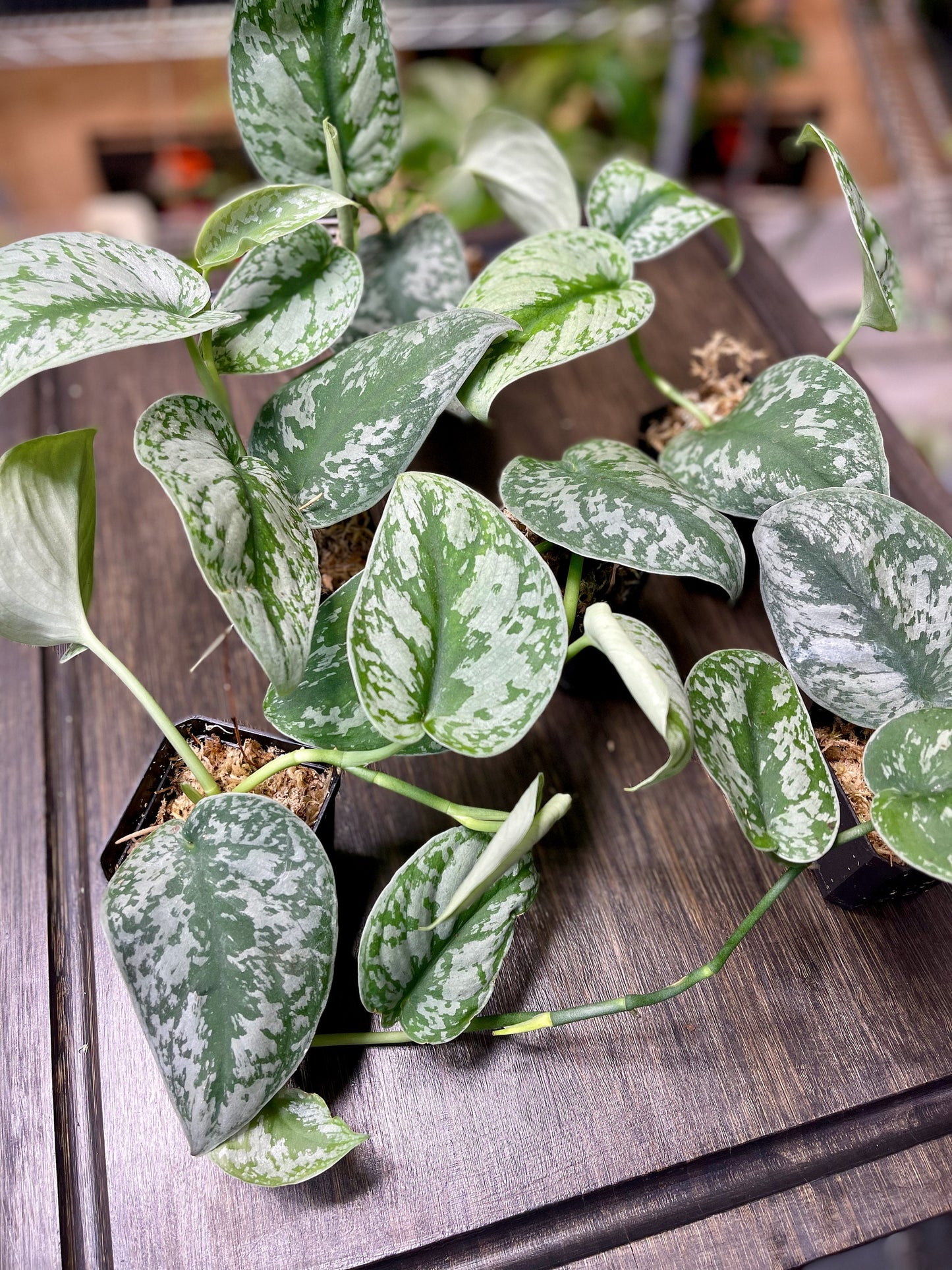 Scindapsus Pictus Exotica