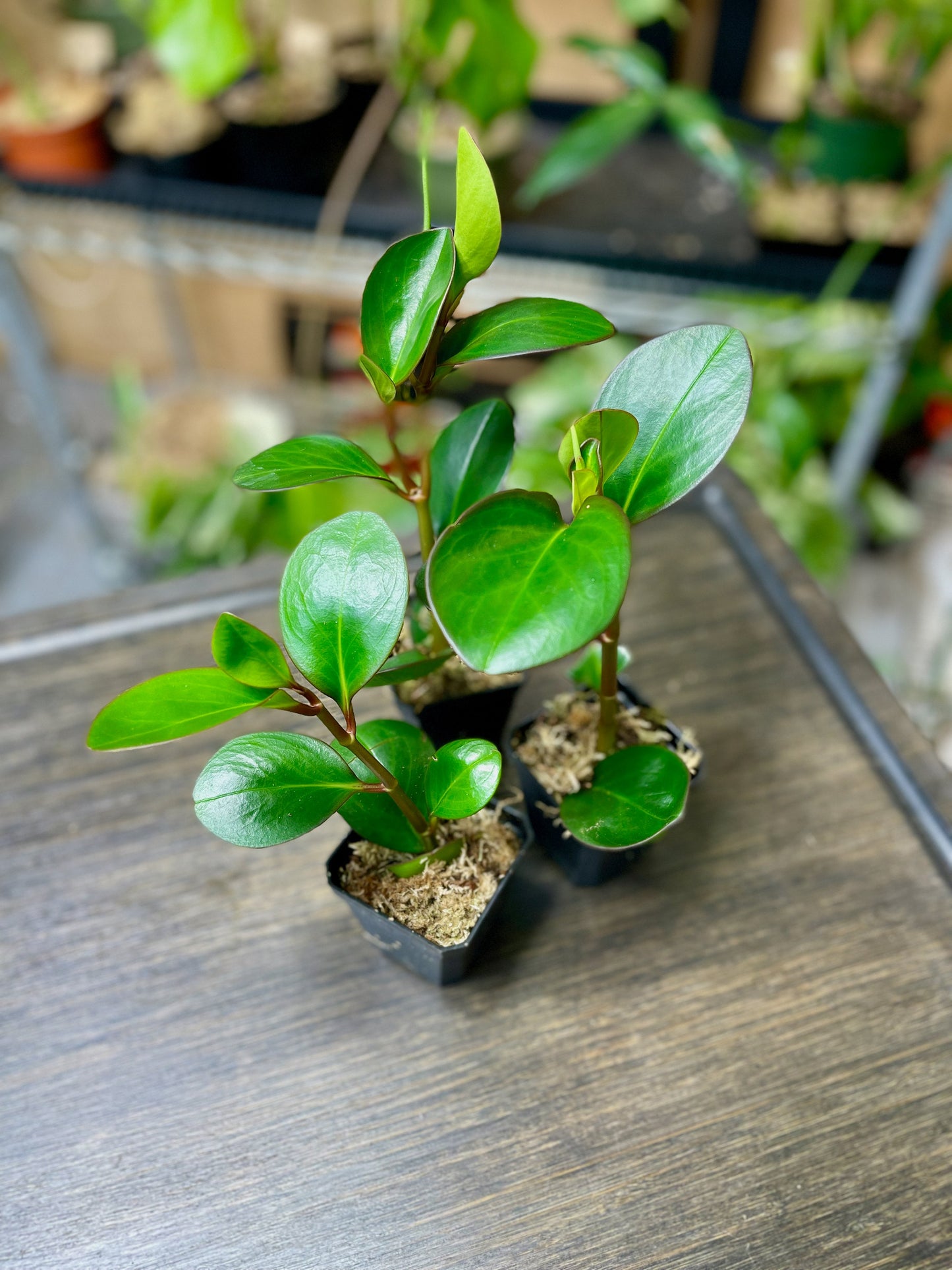 Peperomia Obtusifolia 'Red Edge' - Starter Plant Custom Bundle