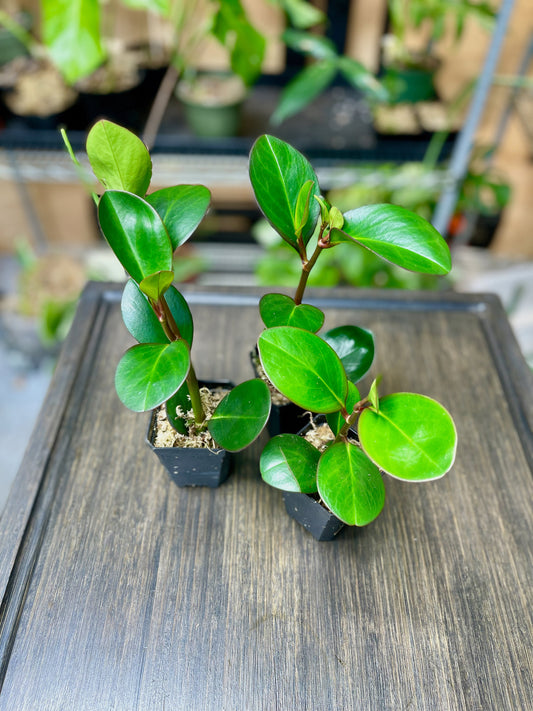 Peperomia Obtusifolia 'Red Edge' - Starter Plant Custom Bundle