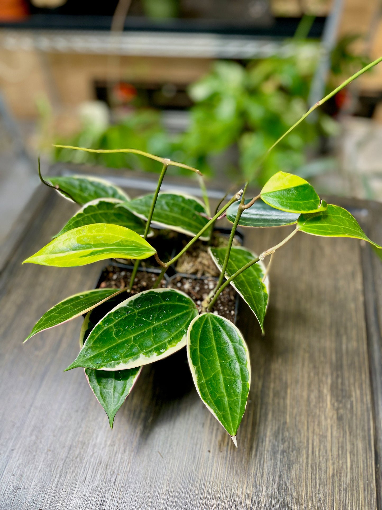 Hoya Macrophylla