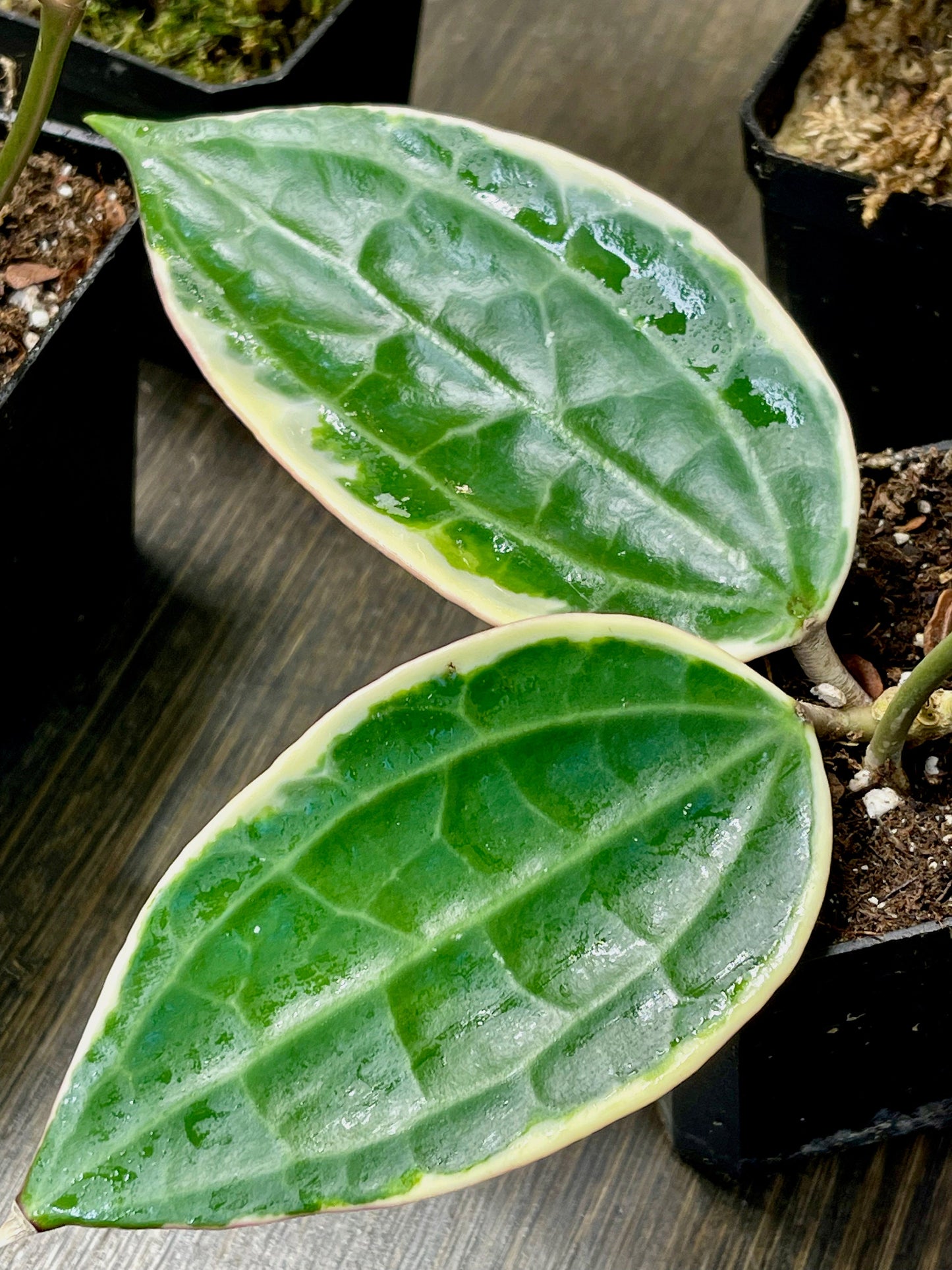 Hoya Macrophylla
