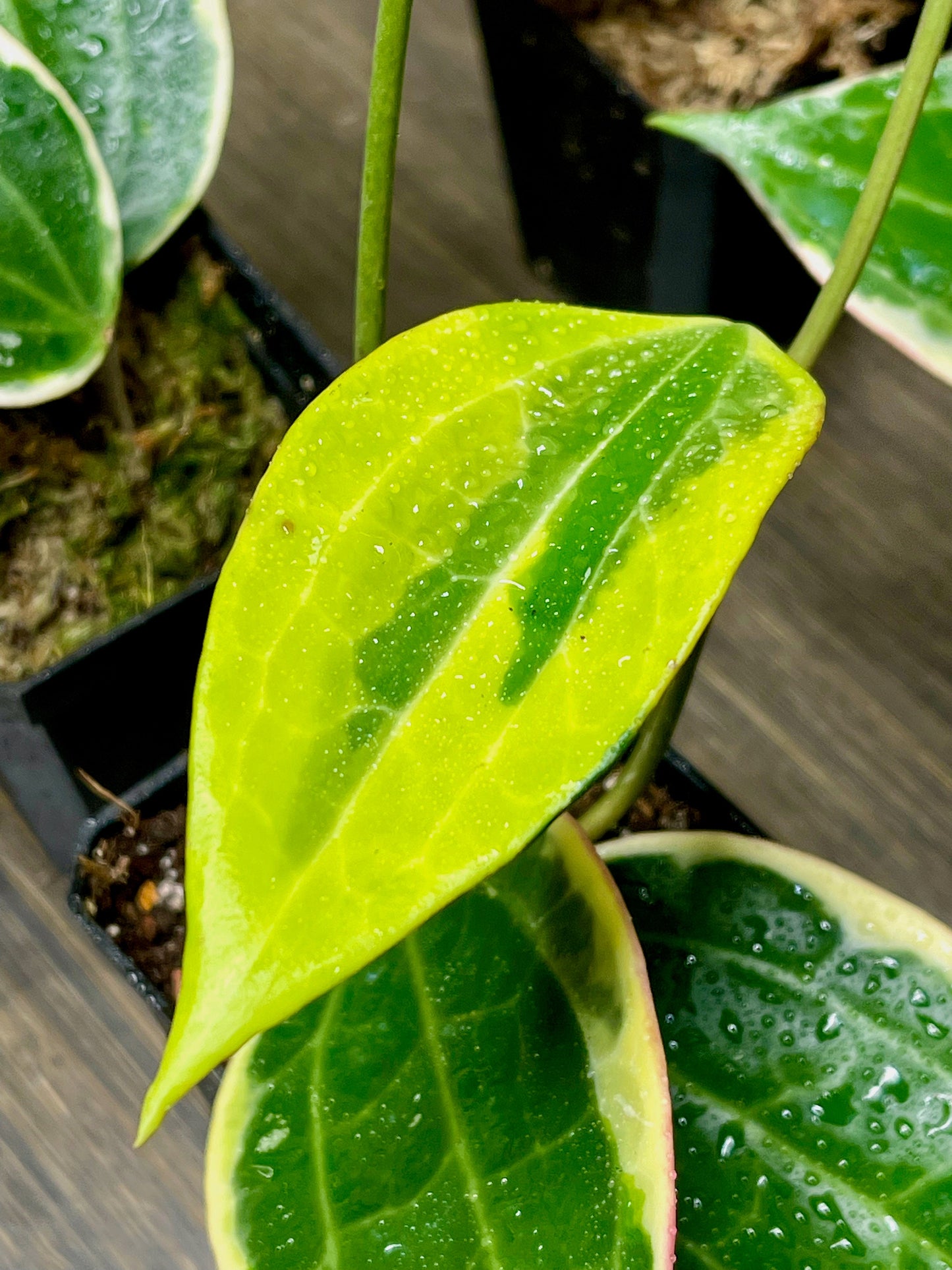 Hoya Macrophylla