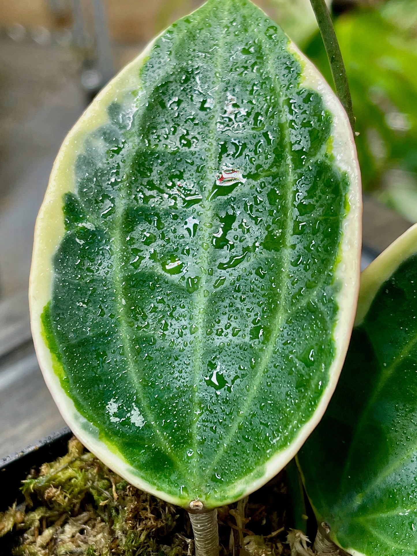 Hoya Macrophylla