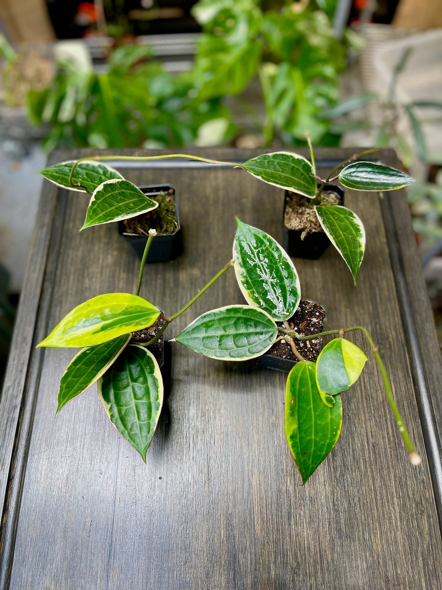 Hoya Macrophylla
