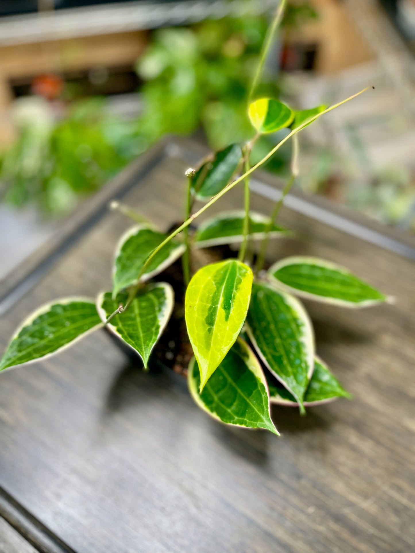 Hoya Macrophylla