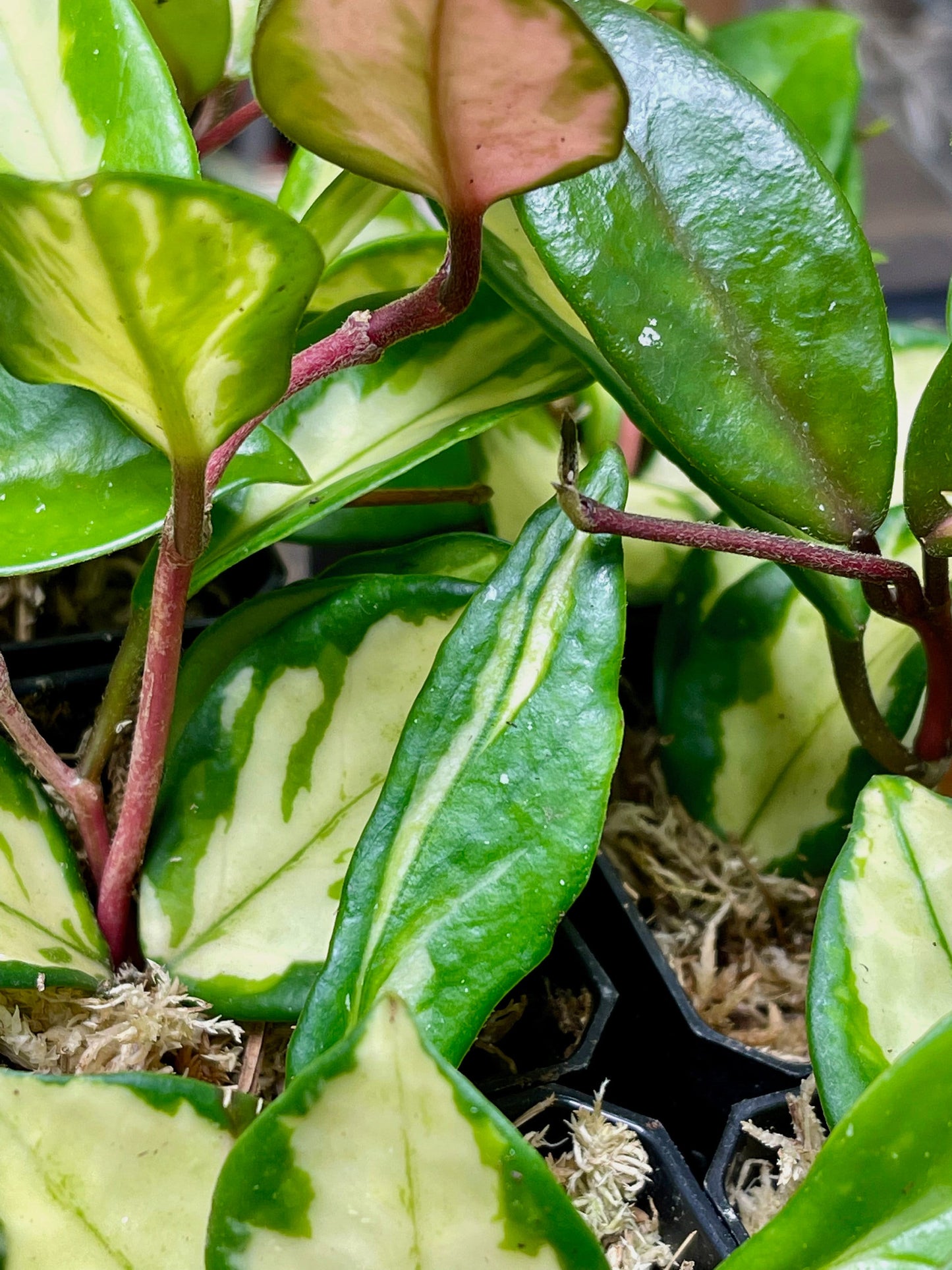 Hoya Carnosa Krimson Princess