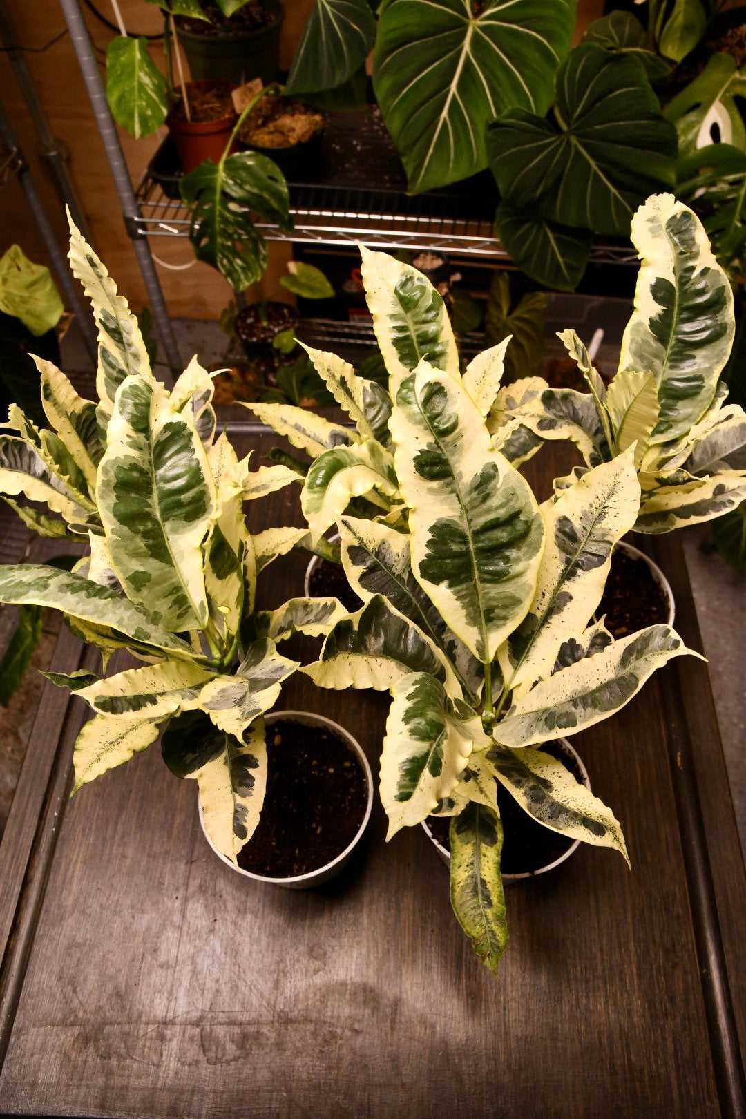 Codiaeum Variegatum Andrew