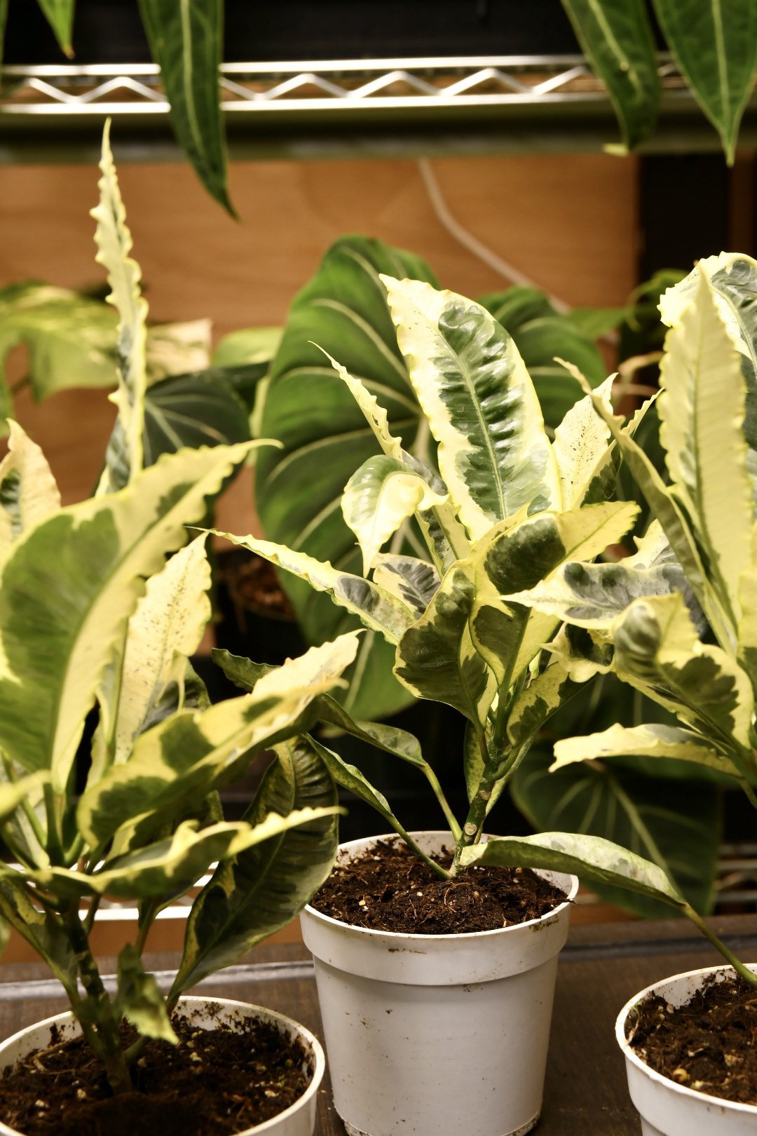 Codiaeum Variegatum Andrew