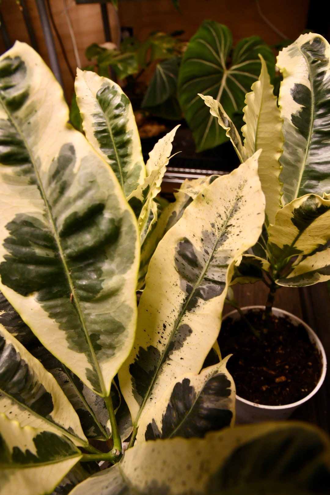 Codiaeum Variegatum Andrew