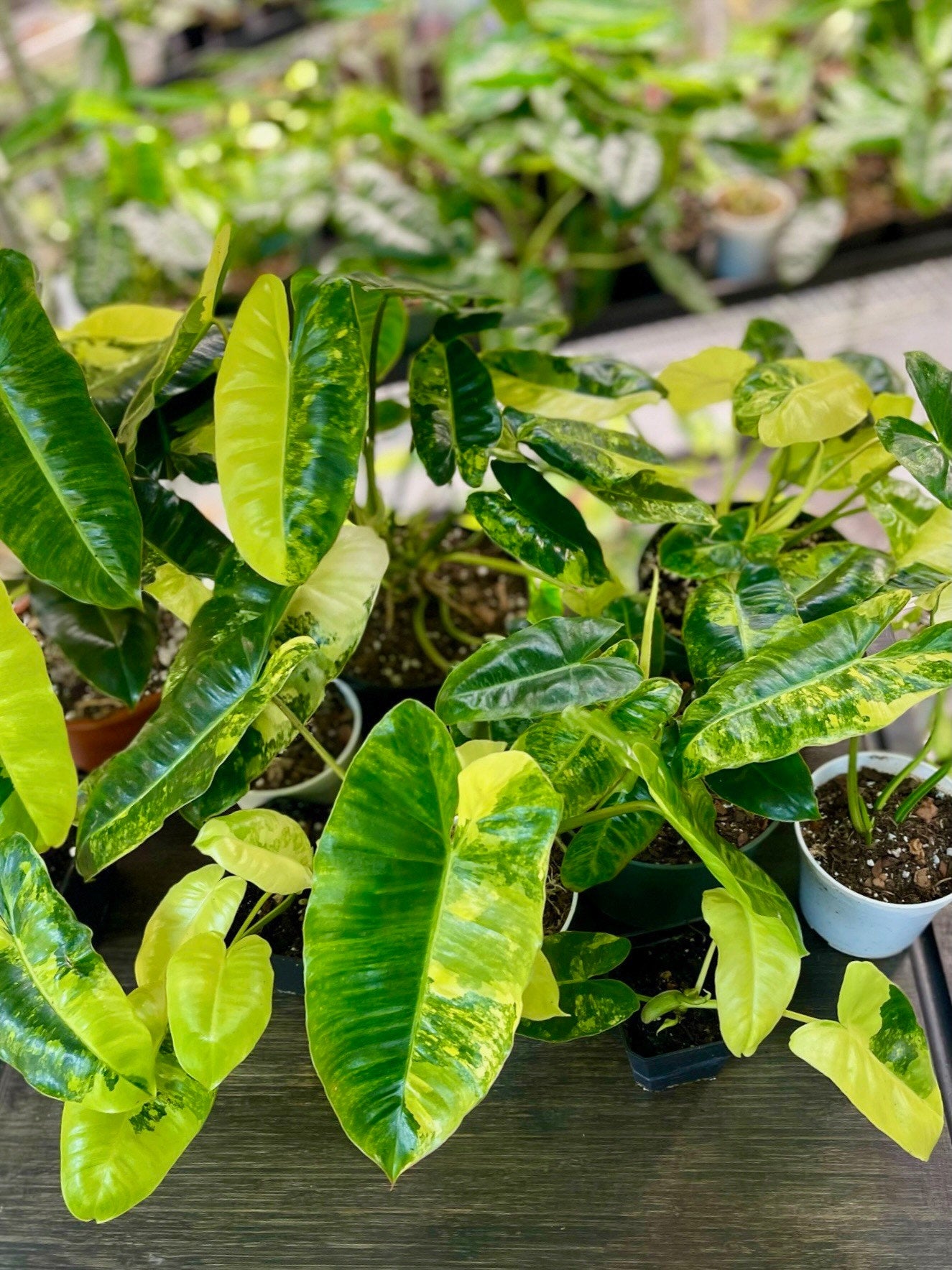 Philodendron Burle Marx Variegata - High Variegation