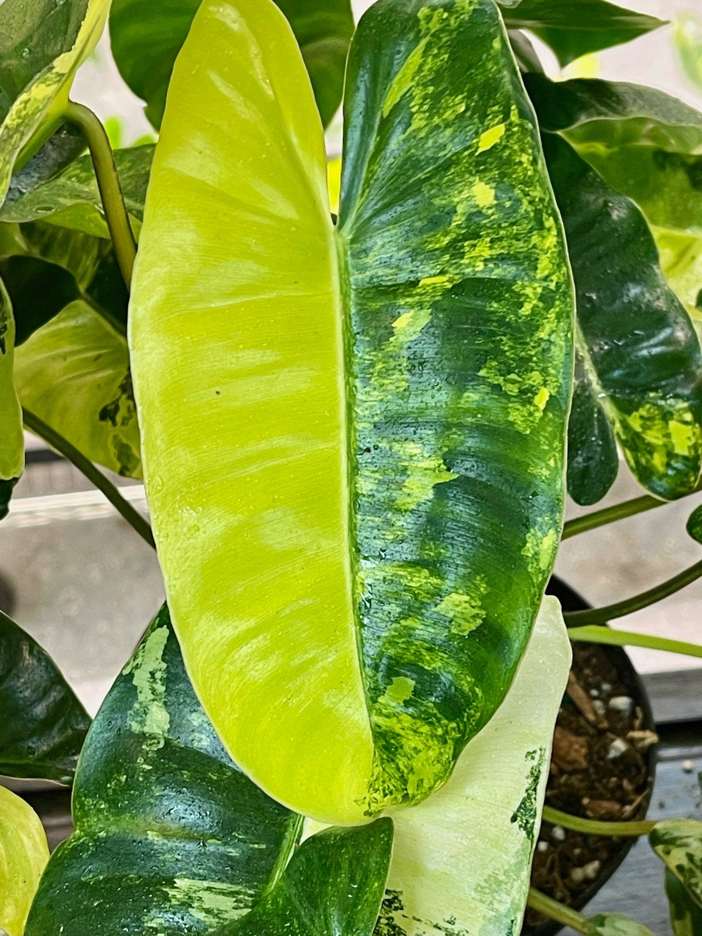 Philodendron Burle Marx Variegata - High Variegation
