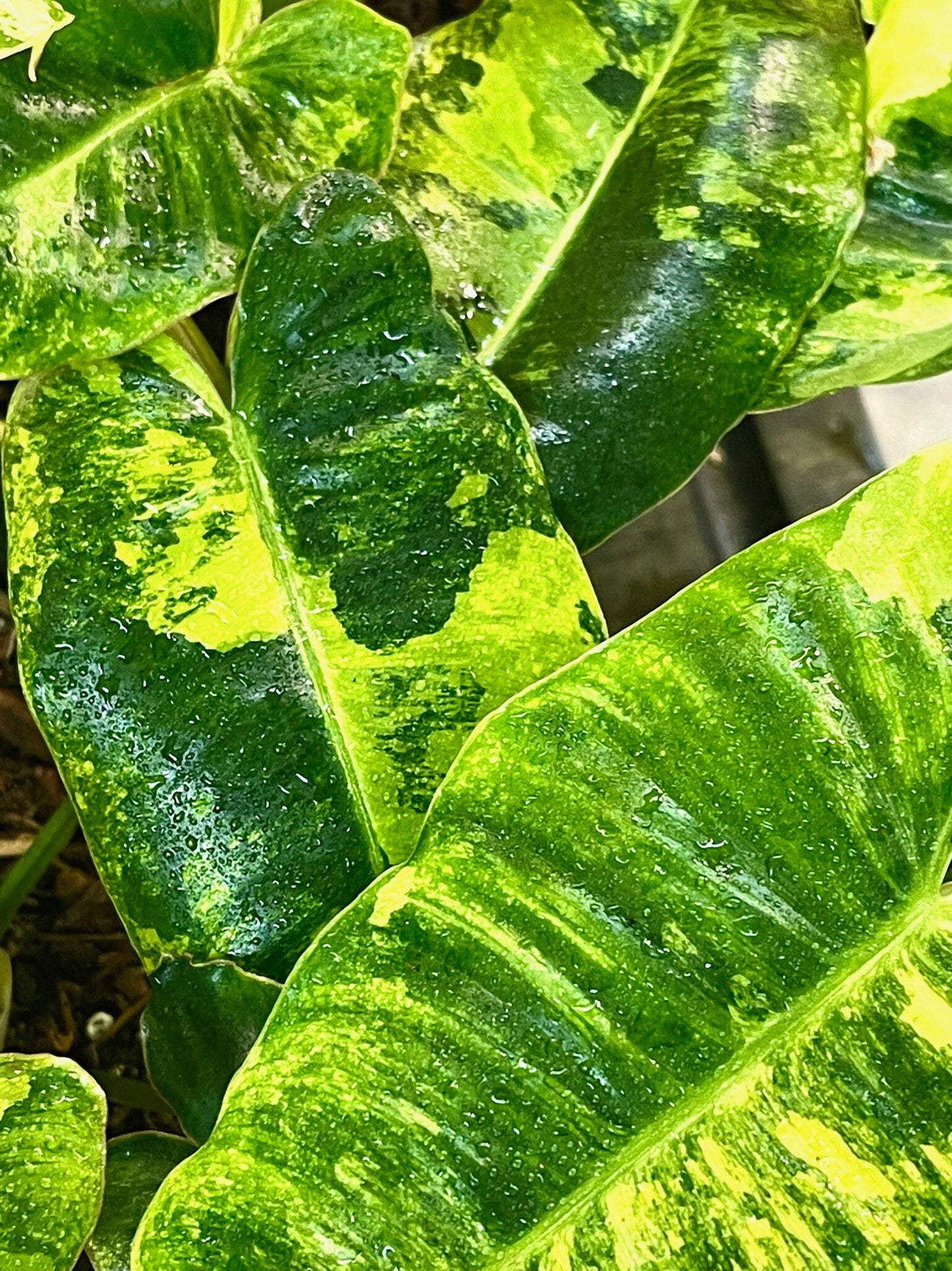 Philodendron Burle Marx Variegata - High Variegation