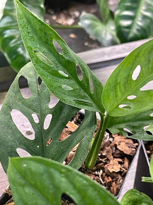 Monstera Adansonii