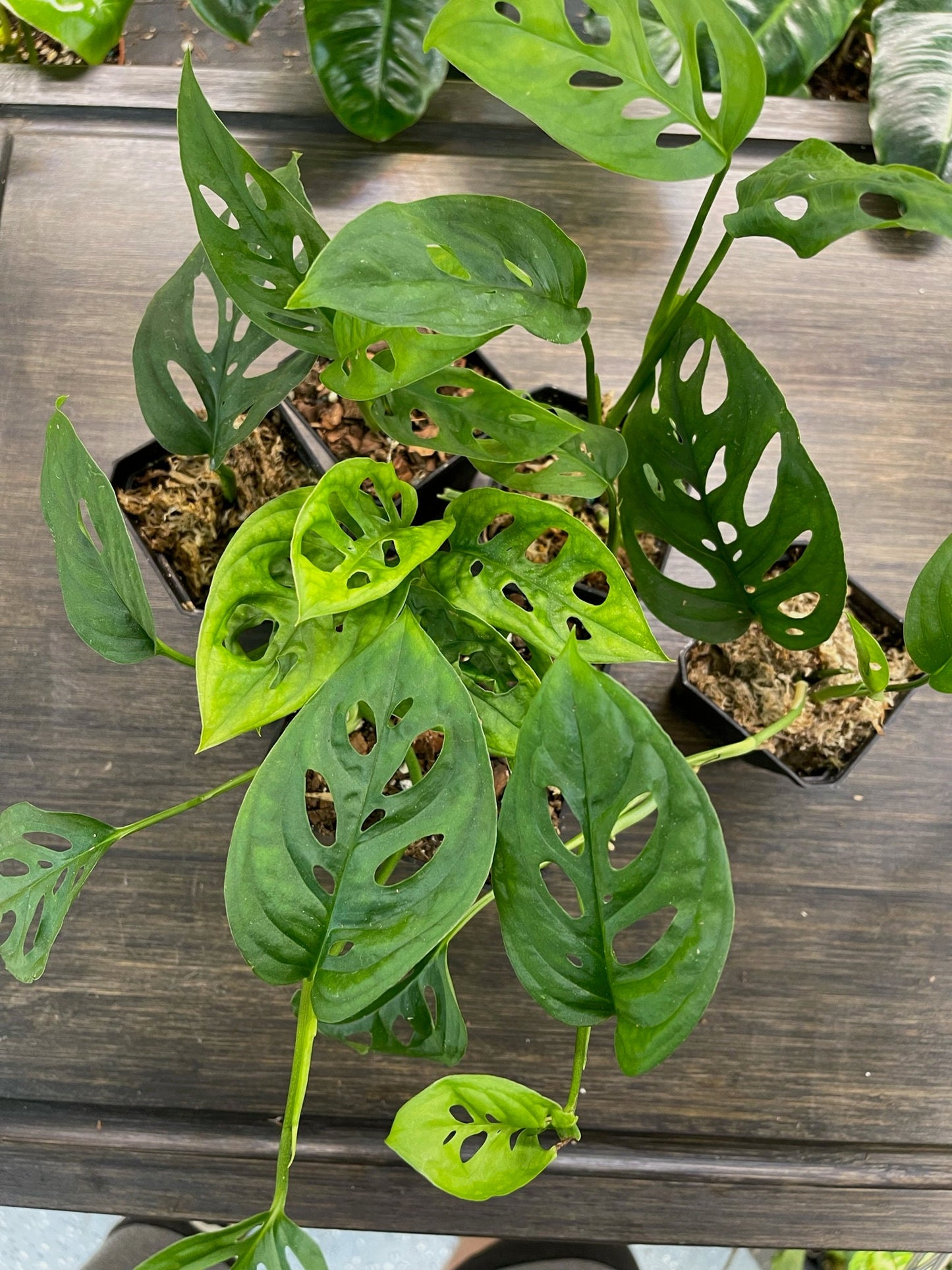 Monstera Adansonii