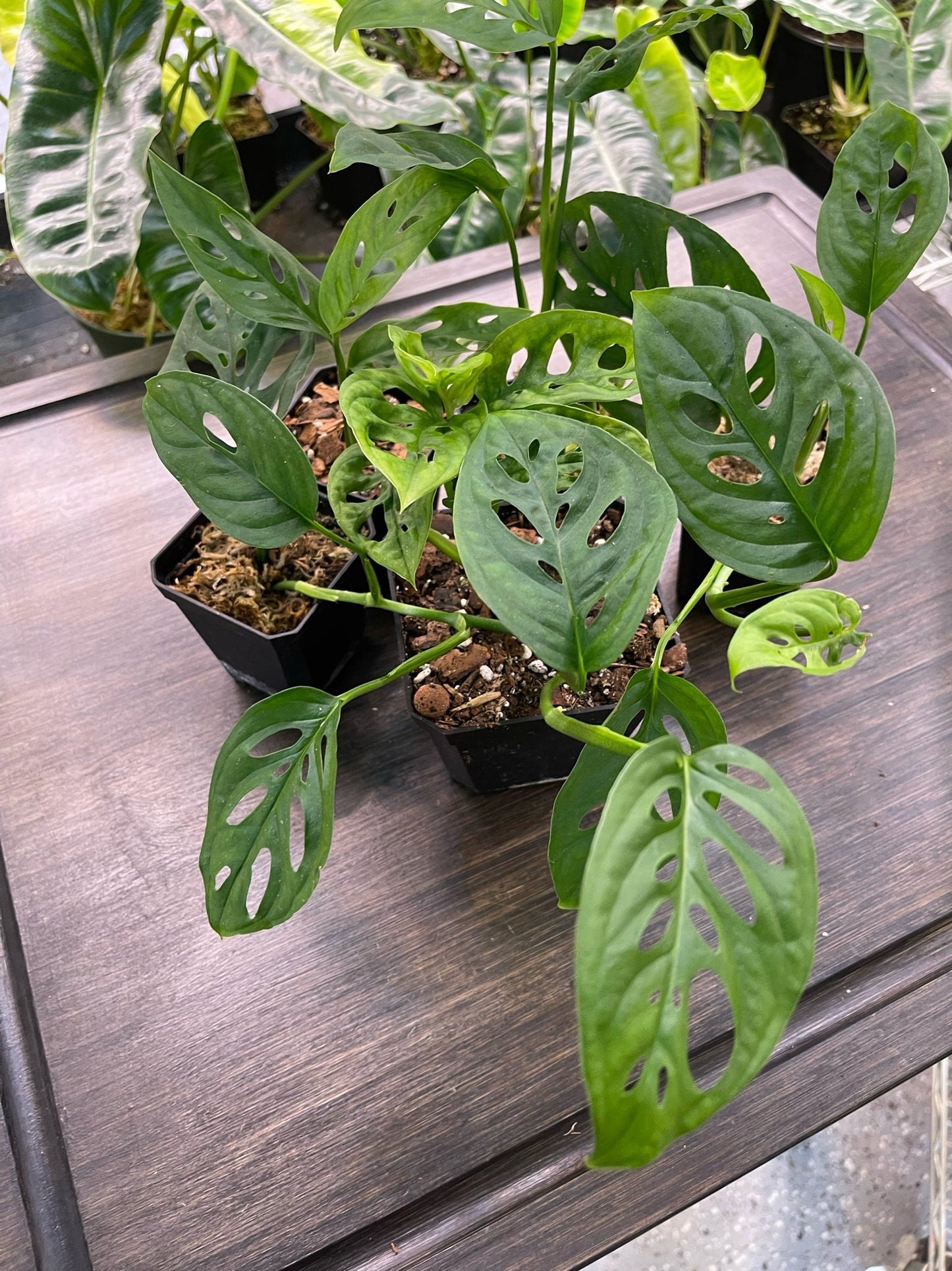 Monstera Adansonii