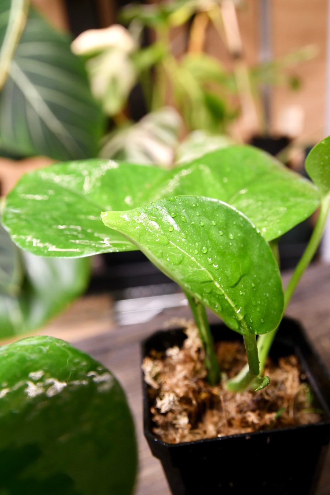 Pothos Jade